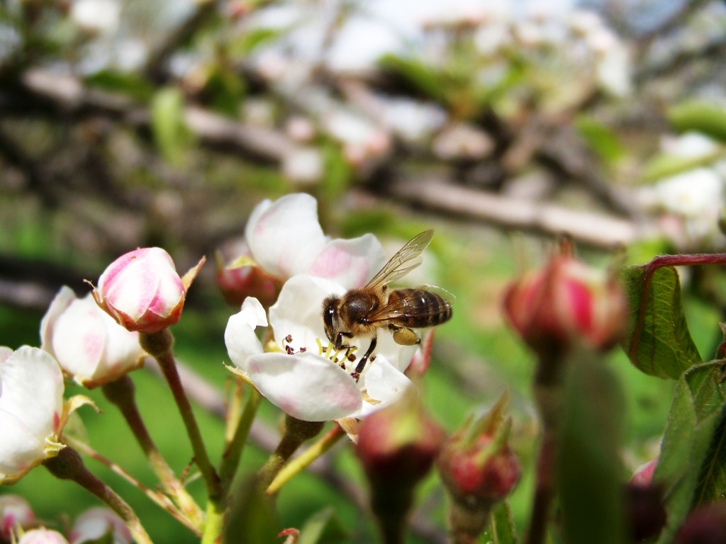 © Armen Martirosyan - Harvesting Bee 2