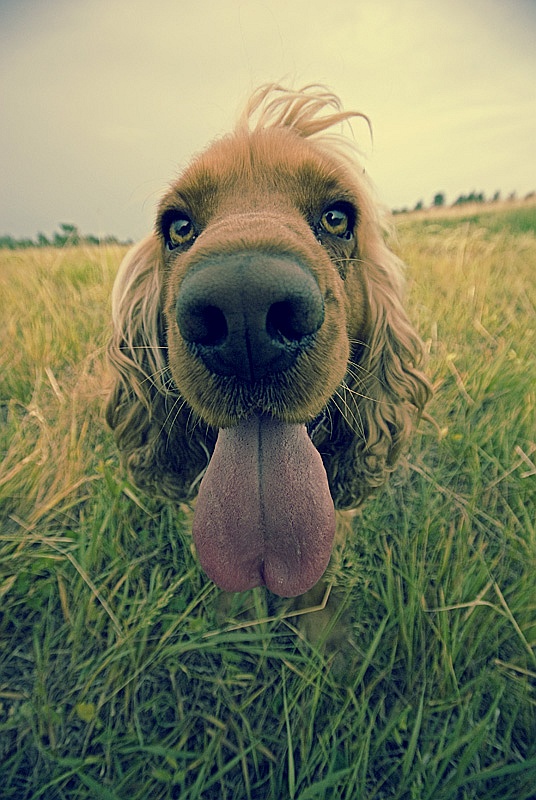 © Pedro SK - my big friend...