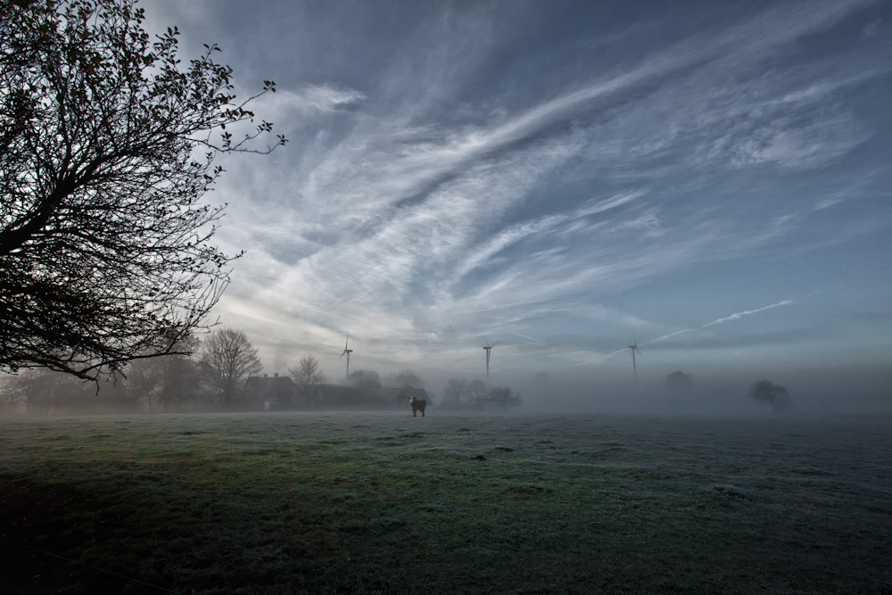 © lars lensborg nielsen - cow in the morning fog