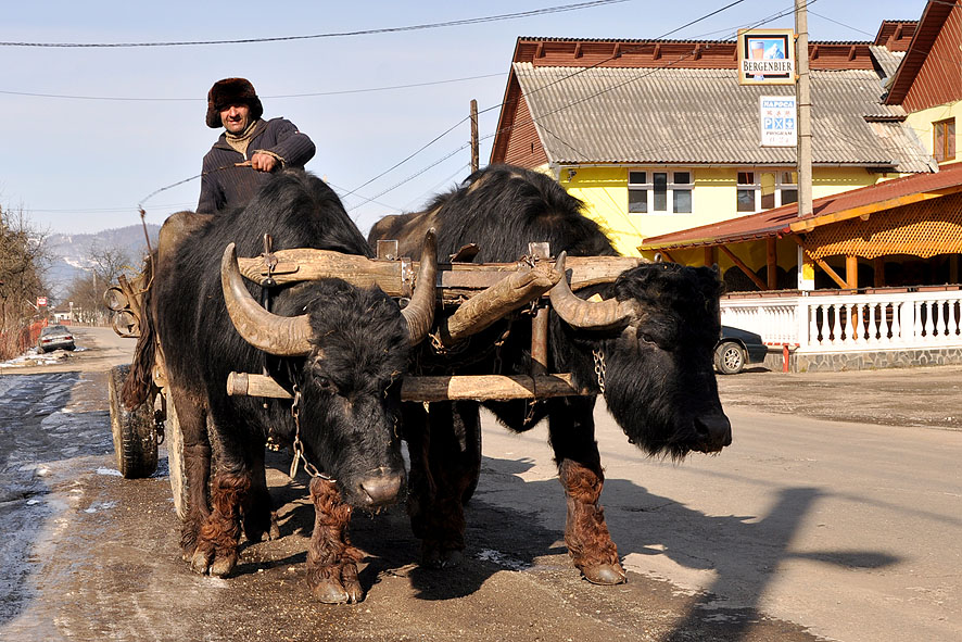 © moldovan marin - *