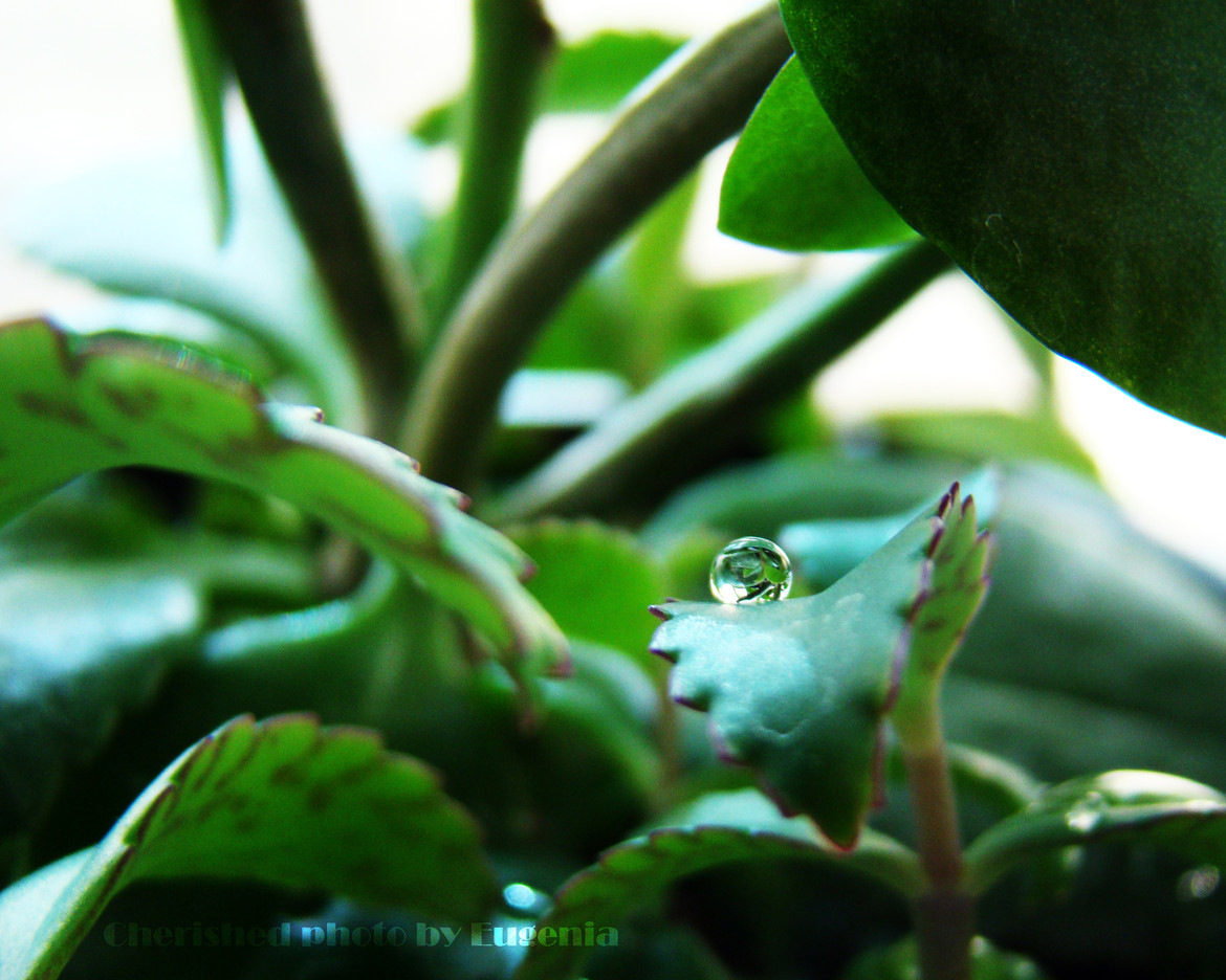 © Eugenia Cherished - A drop