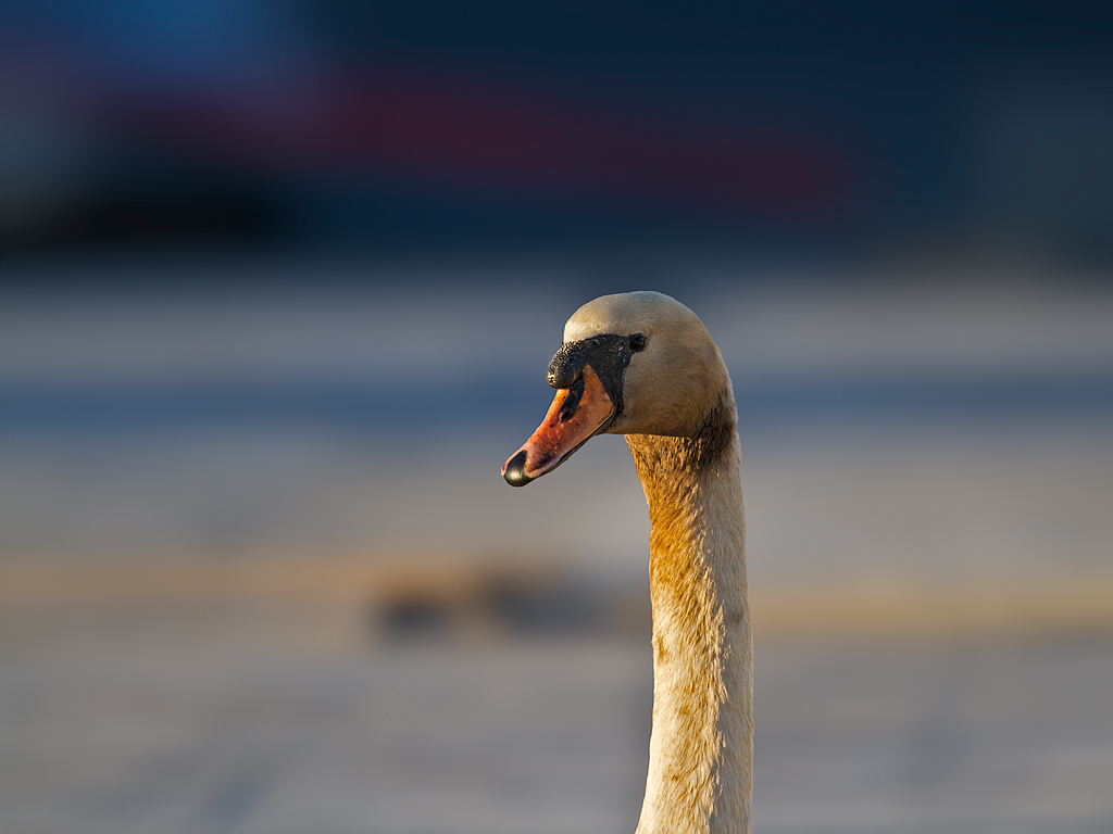 © Børre Eirik Helgerud - Unpolluted swan in midnight sun