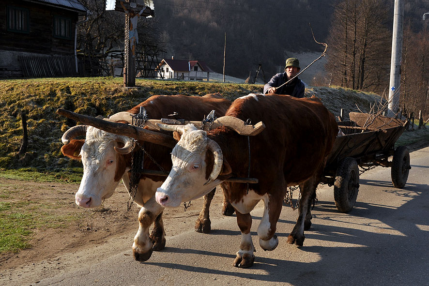 © moldovan marin - **