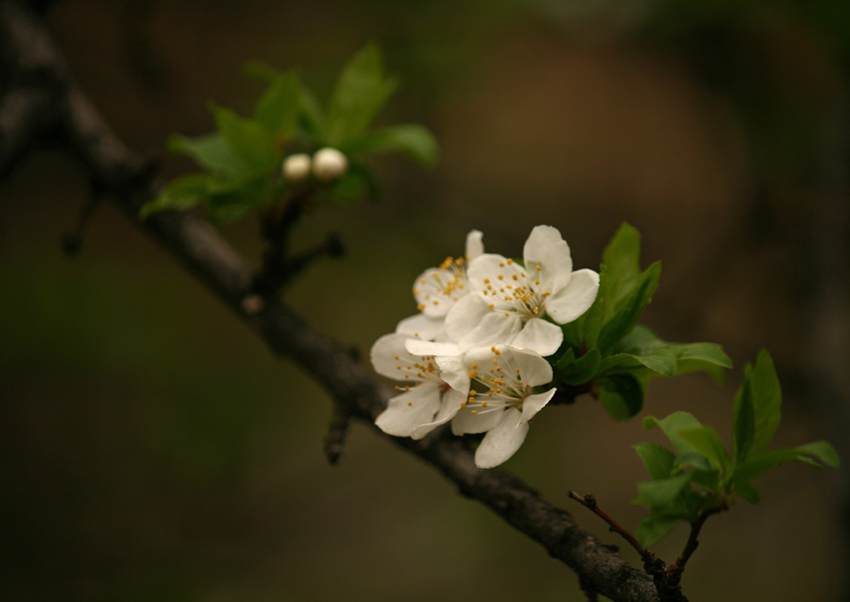 © Vahan Gharibyan - spring