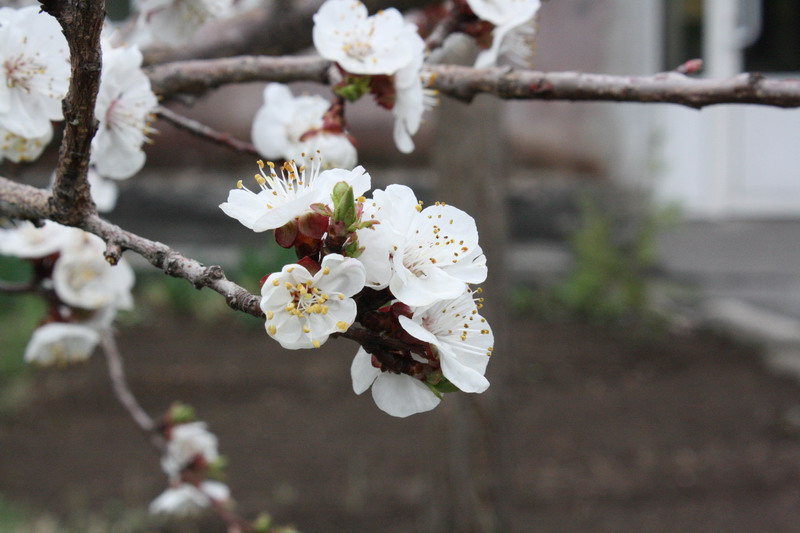 © Artak Gevorgyan - Apricot Tree