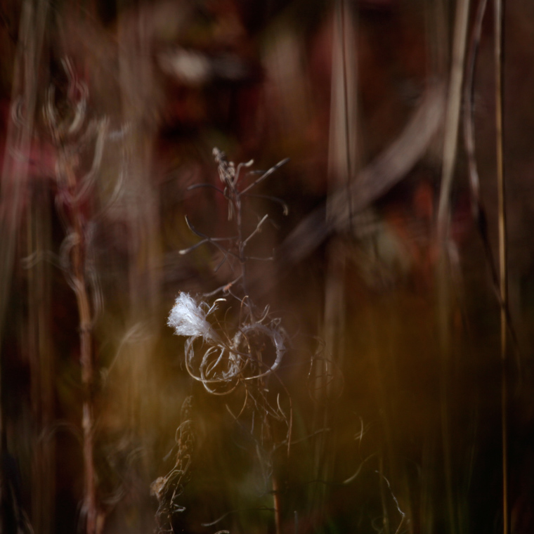 © Lene Sæther - In my garden III