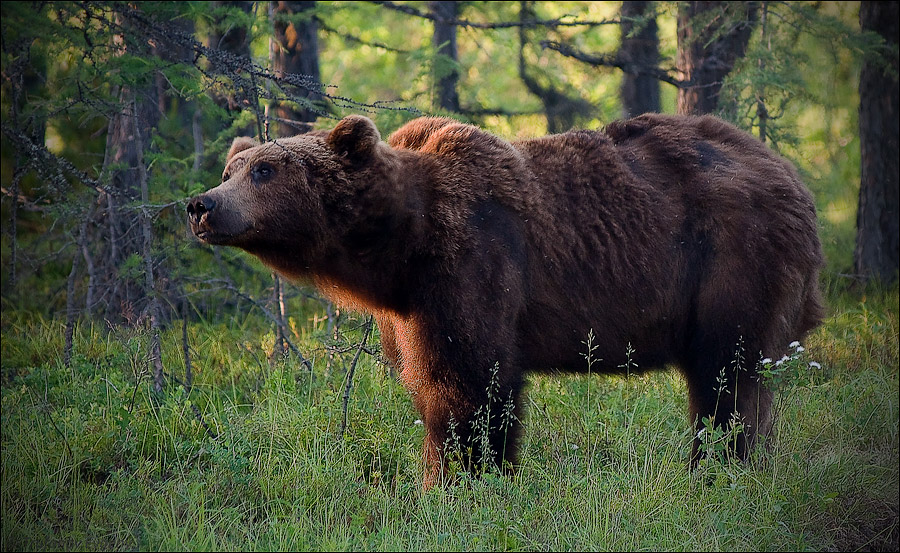 © Evgeny Trufanov - ..neighbour