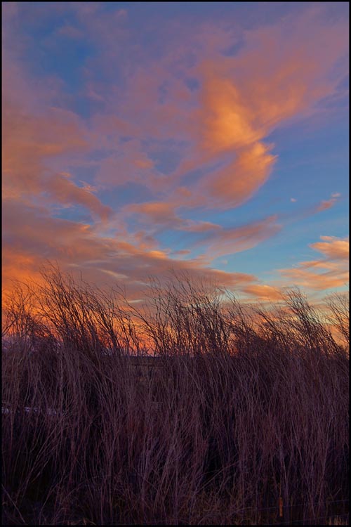 © Heidi Cook - Blowing In The Wind