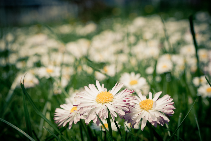 © Slawek Puklo - Daisies!