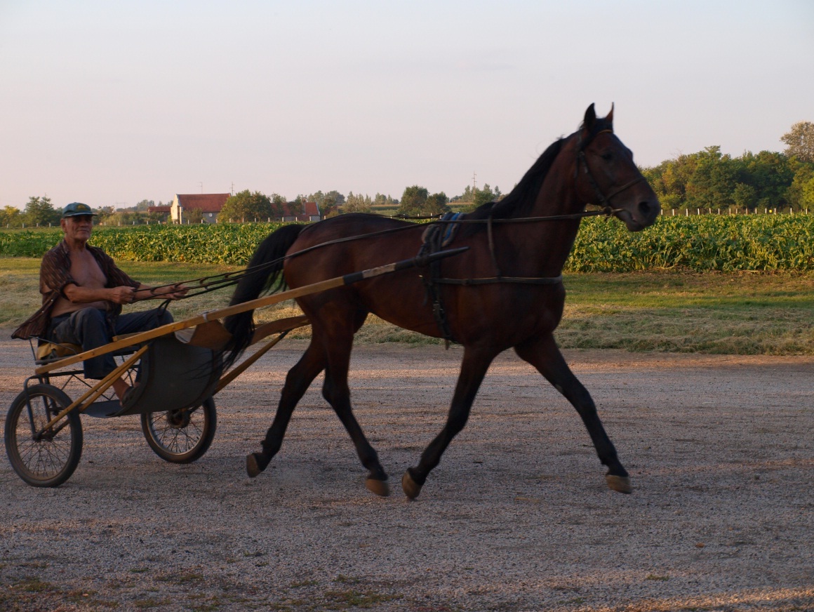 © Andrea Horváth - Horse training