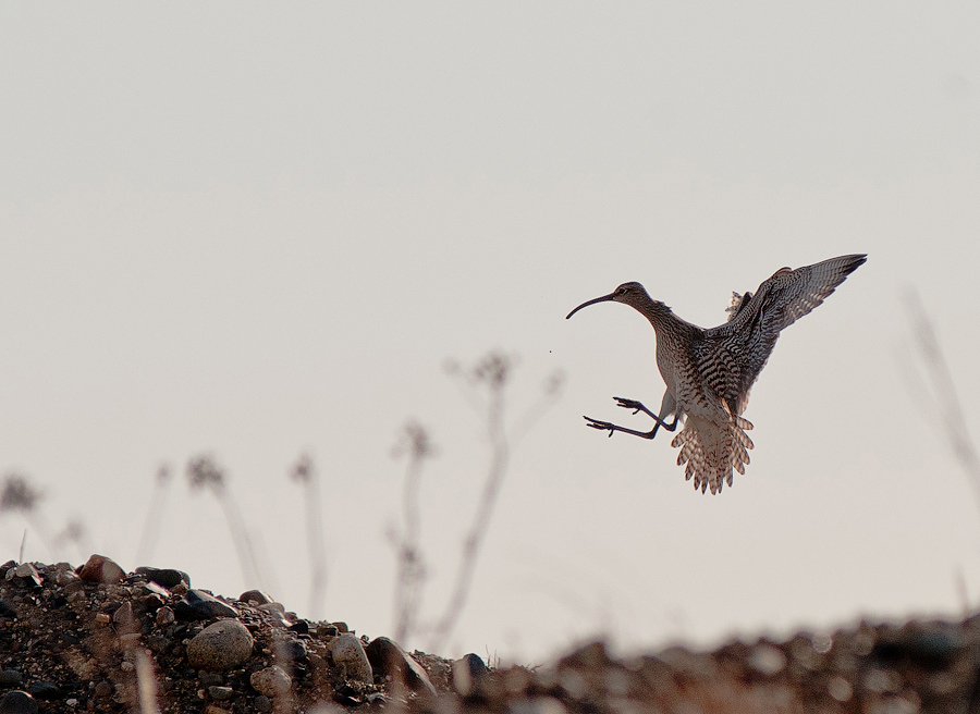 © Evgeny Trufanov - ..landing