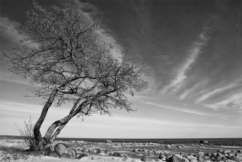 © Dmitry S. Marshavin - The tree at Smolyachkovo