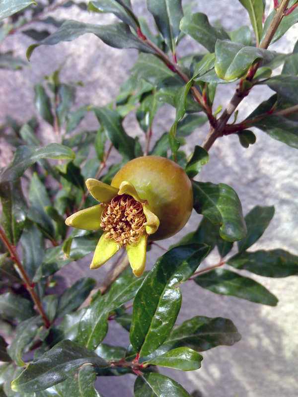 © George Markosyan - Pomegranate