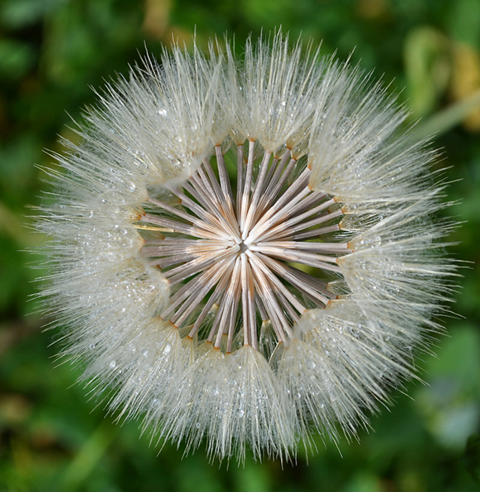 © Arevik Hambardzumyan - Dandelion