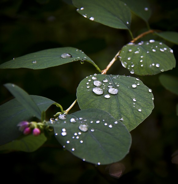 © Neamciuc Flavius - Silver drops...