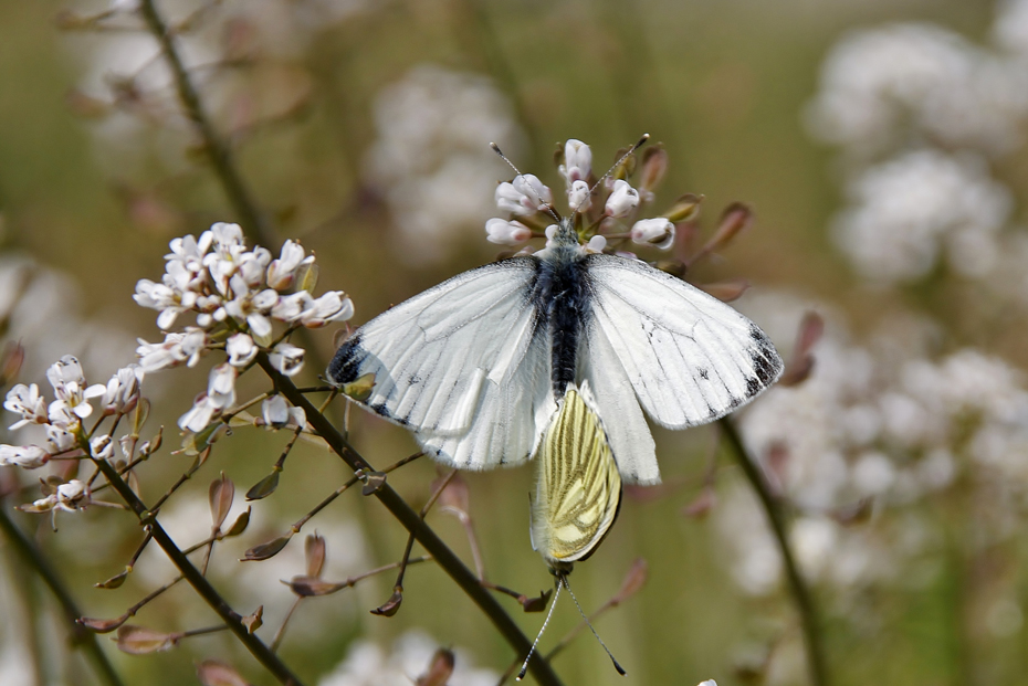 © Aina Jerstad - Butterflies