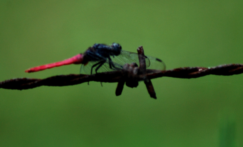 © Siddartha Javali - Redtailed Dragonfly