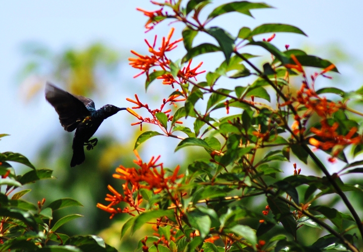 © Siddartha Javali - Purple Sunbird