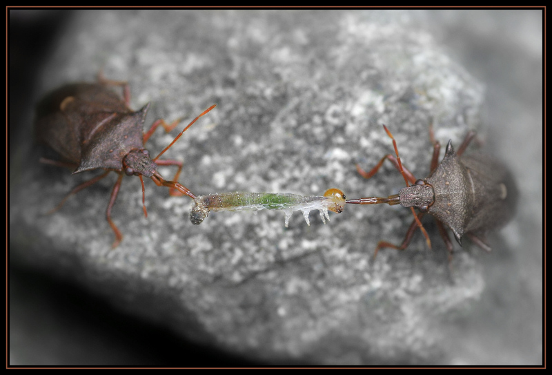 © Gunnar Thorsen jr. - Lunch