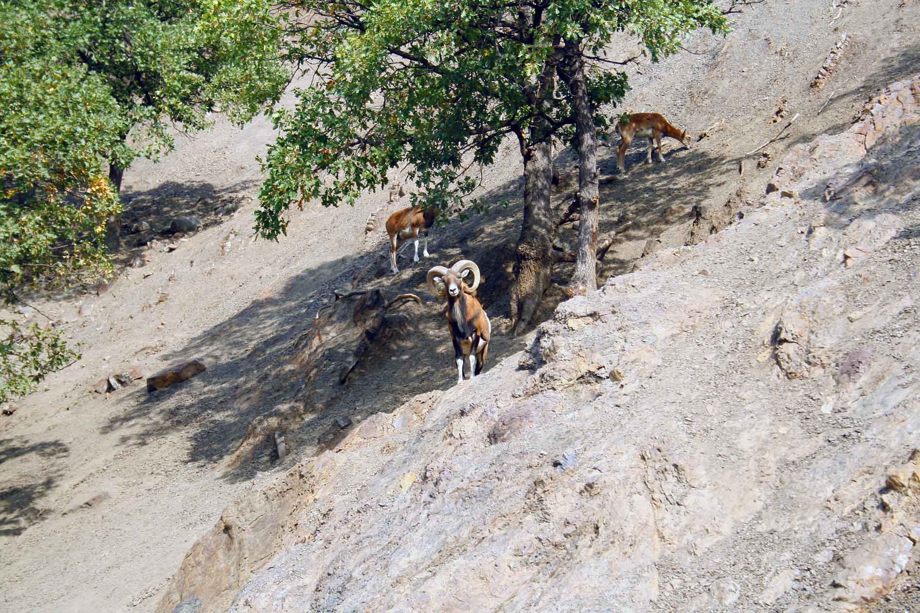 © Владимир Липшиц - Крымская сицилия