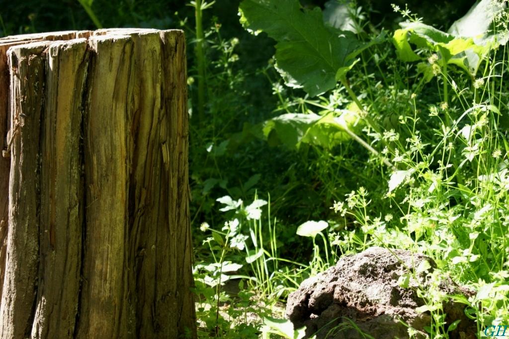 © Gayaneh Hovhannisyan - June 2011 Botanical Garden, Yerevan