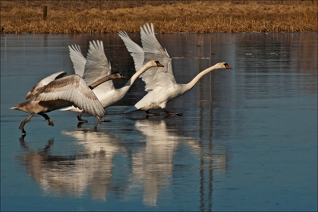 © Carola Gregersen - Take Off