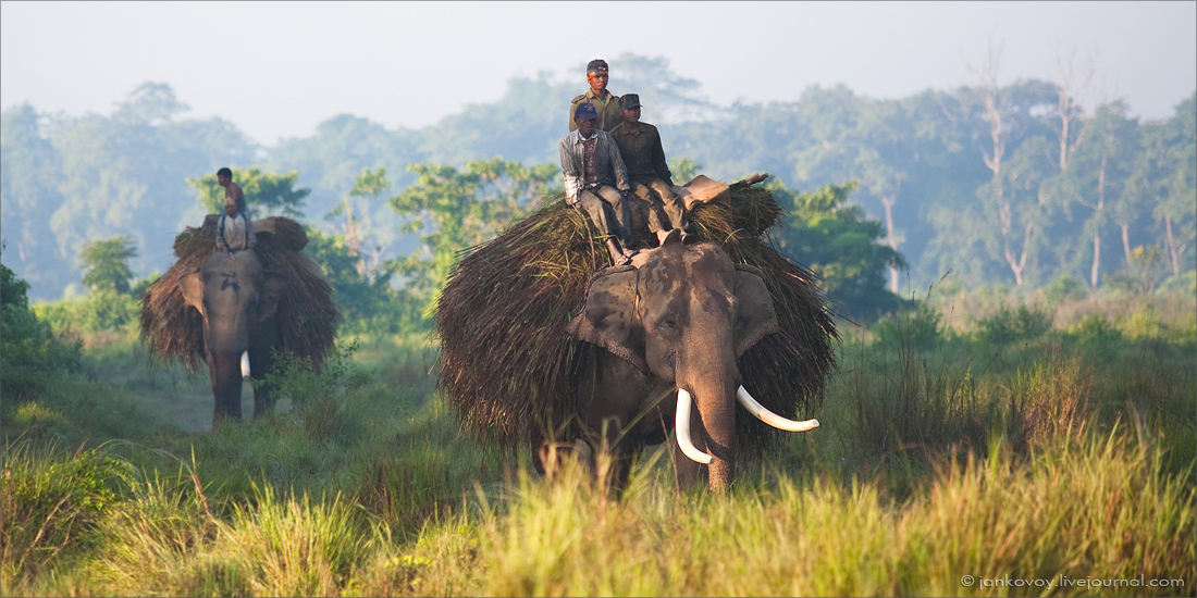 © Anton Jankovoy - Elephants (Nepal, Chitwan National Park)