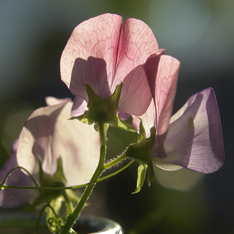 © MarieAncolie - Sweet peas at dusk