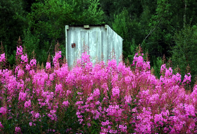 © Ronny Hansen - Old shed