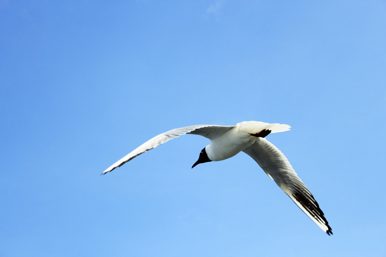 © Arthur Zimin - seagull