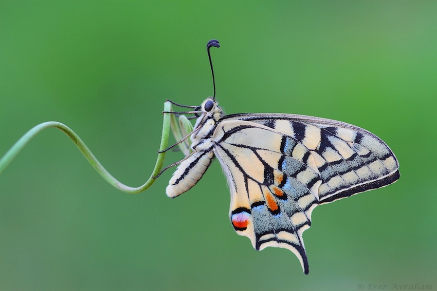 © erez avraham - papilio machaon