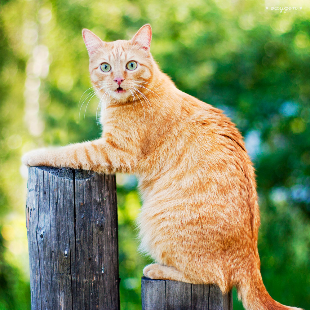 © Oksana Ariskina - crazy cat