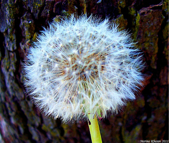 © Marina Khasan - dandelion