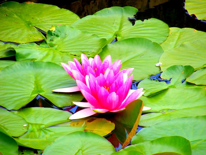 © lucia krajnak - water lily