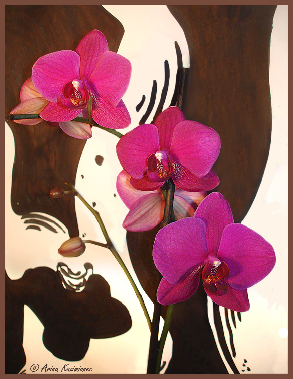 © Arina ... - Dotty Orchids
