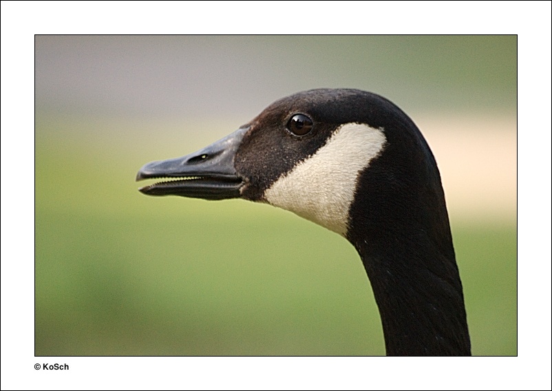 © Konrad Schlichtherle - canada goose