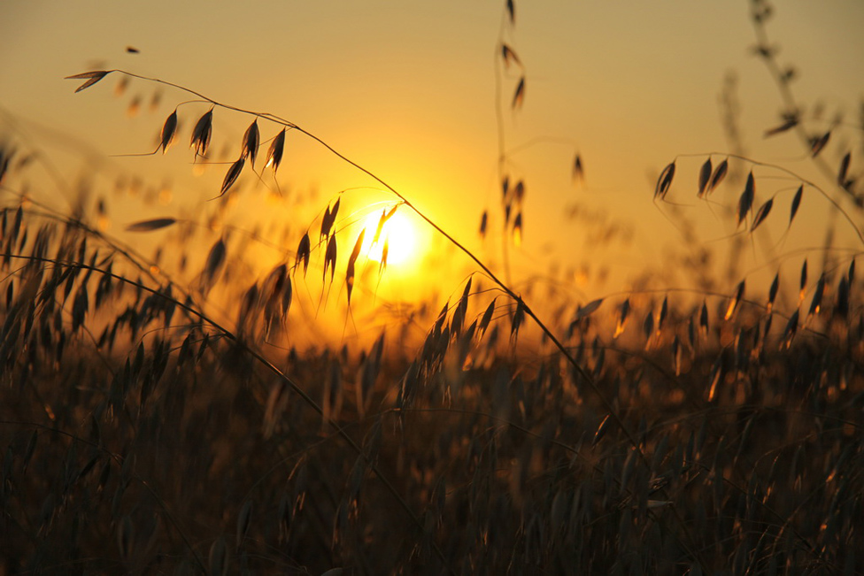 © Sergey Yarushev - Golden SunSet