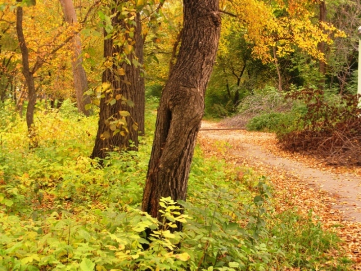 © Anna Bukina - GOLDEN AUTUMN