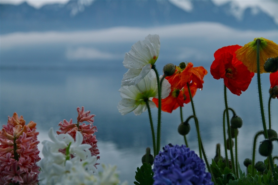 © Kate Velichko - Spring came to Montreux