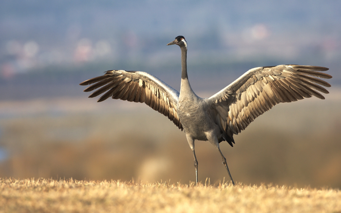 © Sanita Novožilova - Grus grus