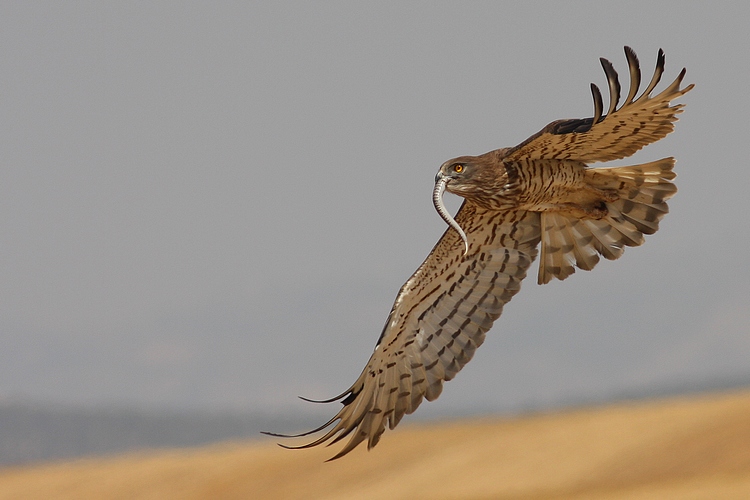 © erez avraham - Short Toed Eagle