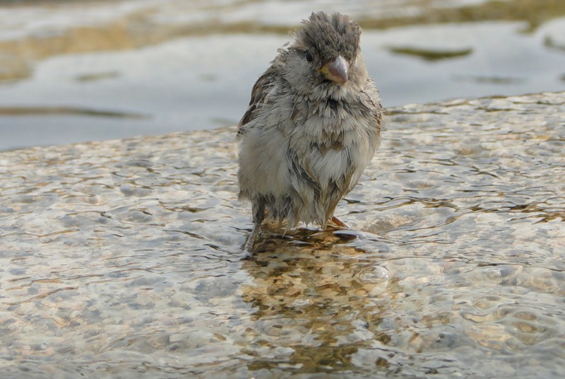 © Алексей Соминский - Urban Sparrow