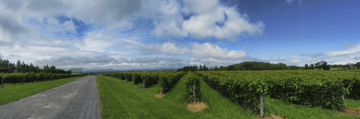 © Jean-Francois Dupuis - Vineyard