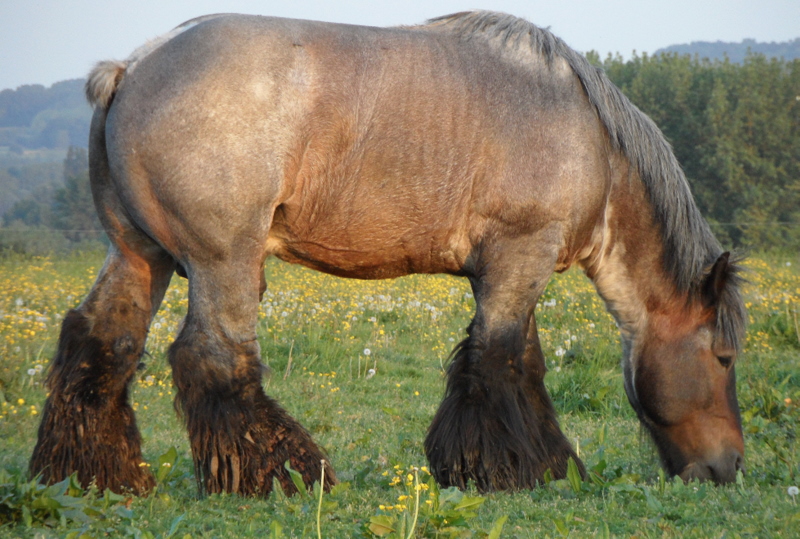 © Hans Van melkebeek - Belgian Horse