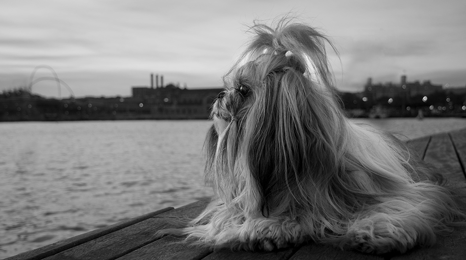 © KYRIAKOS STAVROU - The Shih Tzu eye