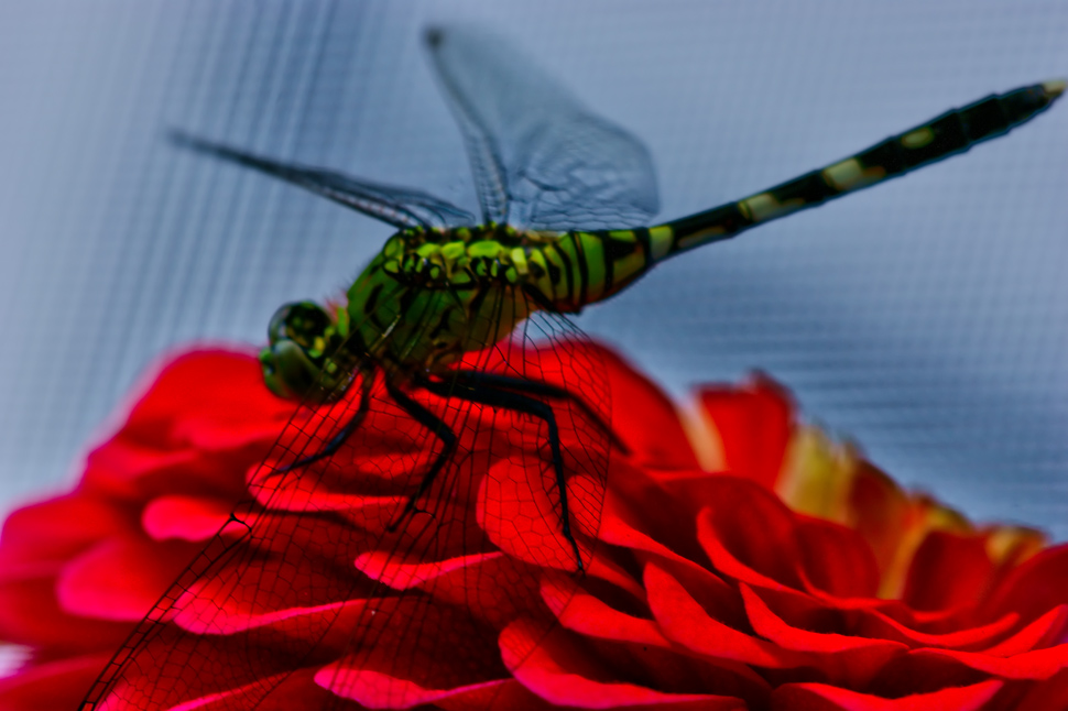 © Halyna Malone - Dragonfly