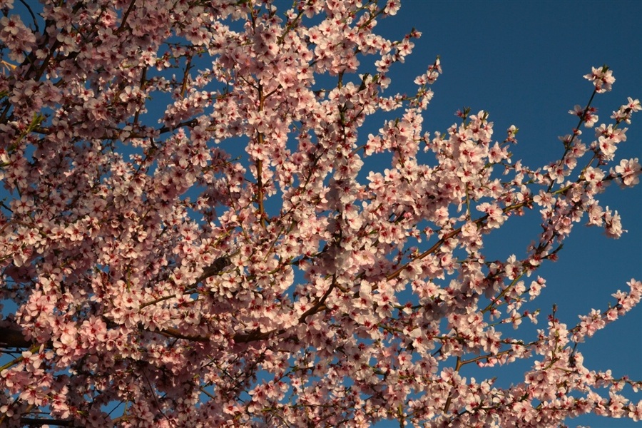 © Kate Velichko - Blossom..