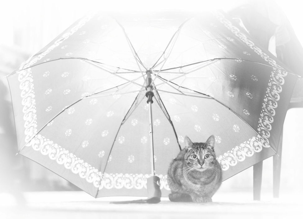 © alexander protzyk - under umbrella