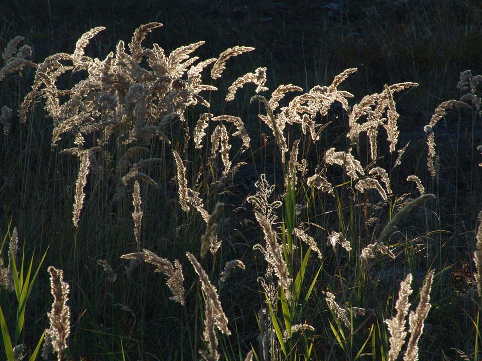 © Анатолий Семёнов - Свечение