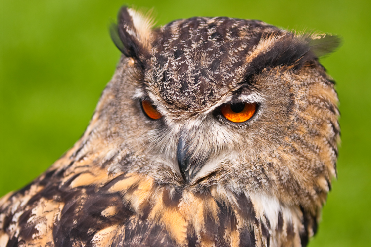 © Sandy McLachlan - European Eagle Owl